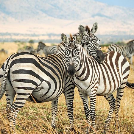 Mtowabaga Lake Natron Maasai Giraffe Eco Lodge And Camping מראה חיצוני תמונה