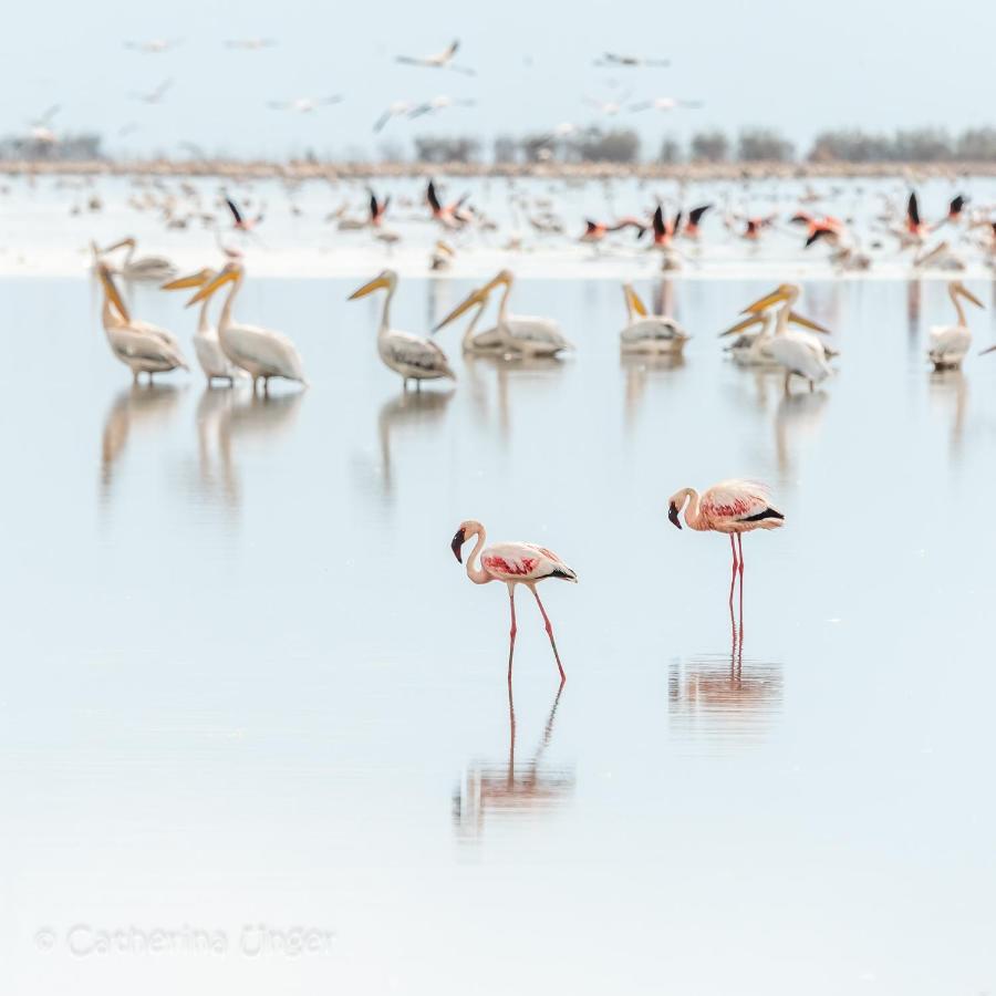 Mtowabaga Lake Natron Maasai Giraffe Eco Lodge And Camping מראה חיצוני תמונה