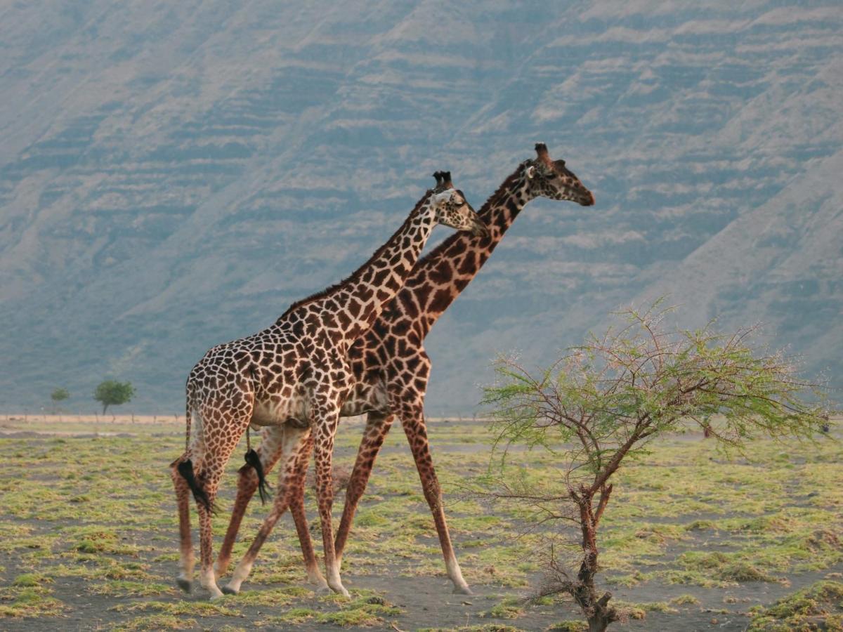 Mtowabaga Lake Natron Maasai Giraffe Eco Lodge And Camping מראה חיצוני תמונה