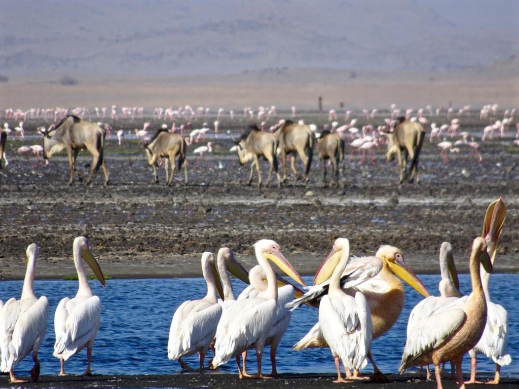 Mtowabaga Lake Natron Maasai Giraffe Eco Lodge And Camping מראה חיצוני תמונה