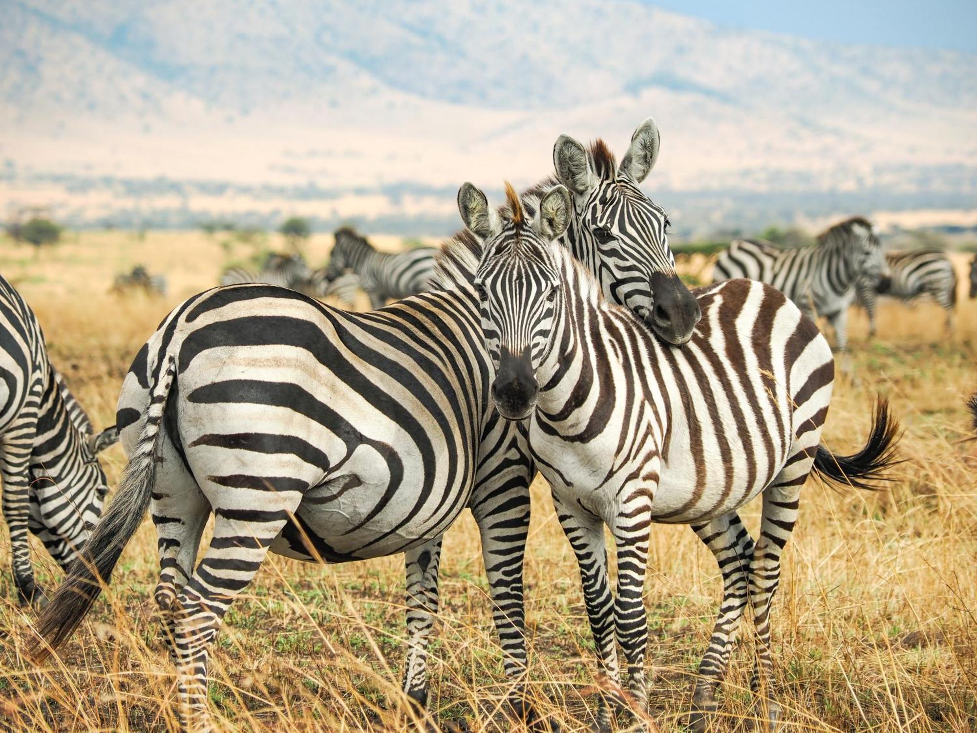 Mtowabaga Lake Natron Maasai Giraffe Eco Lodge And Camping מראה חיצוני תמונה