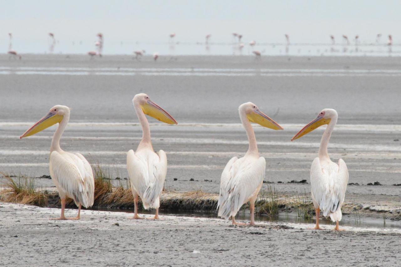 Mtowabaga Lake Natron Maasai Giraffe Eco Lodge And Camping מראה חיצוני תמונה